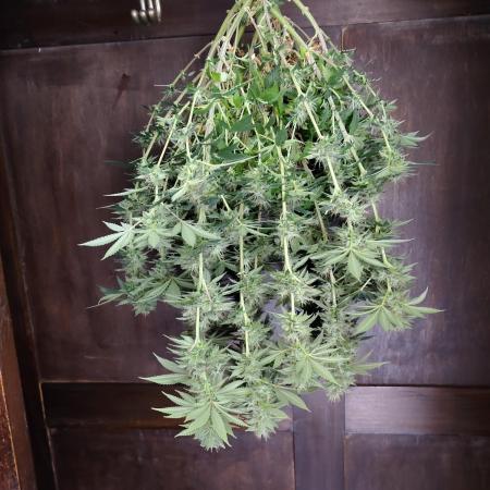 Black Domina Feminized – Sensi Seeds