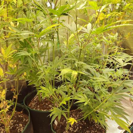 White Label – White Widow Cutling #2