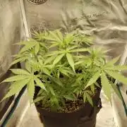 Choclate Rainbow XXL - Sensi Seeds