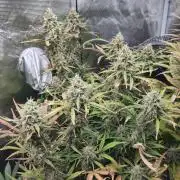 Fast Buds – Bubblegum Automatic