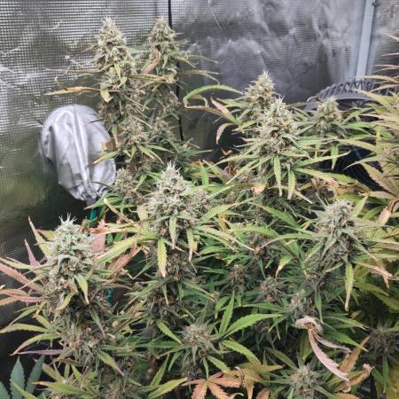 Fast Buds – Bubblegum Automatic