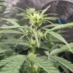 Fast Buds – Bubblegum Automatic