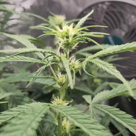 Fast Buds – Bubblegum Automatic