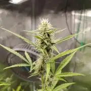 White Diesel Haze Automatic