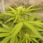 Sensi Seeds - Sticky Orange XXL Auto