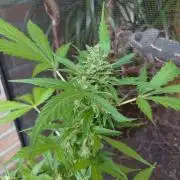 Fast Buds – Mexican Airlines Automatic