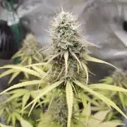 Sensi Seeds - Sticky Orange XXL Auto