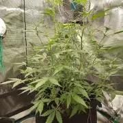 White Diesel Haze Automatic