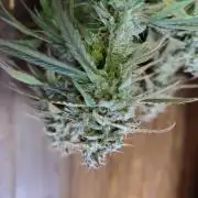 Fast Buds – Jack Herer Automatic
