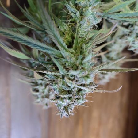 Fast Buds – Jack Herer Automatic