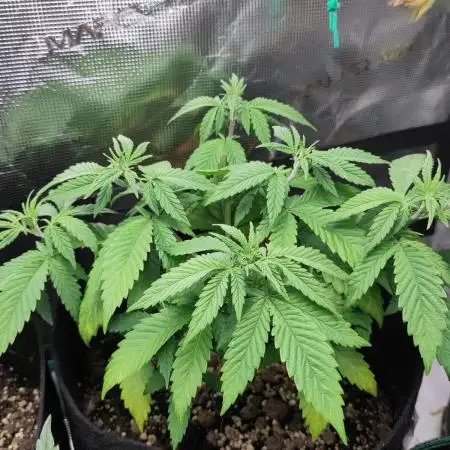White Label – White Widow