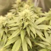 Black Domina Feminized – Sensi Seeds