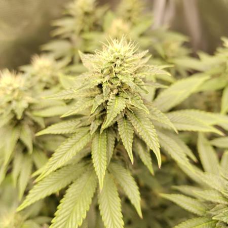 Black Domina Feminized – Sensi Seeds