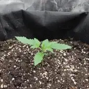 Sensi Seeds - Sticky Orange XXL Auto