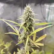 White Diesel Haze Automatic
