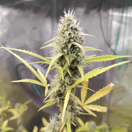 White Diesel Haze Automatic