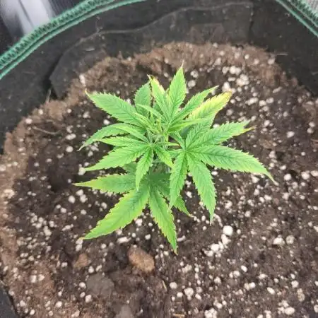 Big Bud cutlings
