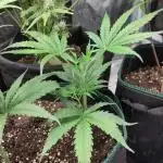 Sensi Seeds - Big Bud Cutlings #2 #3 #4