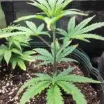 White Label – White Widow Cutling #2