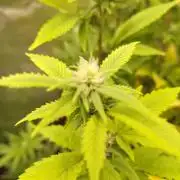 White Label – White Widow