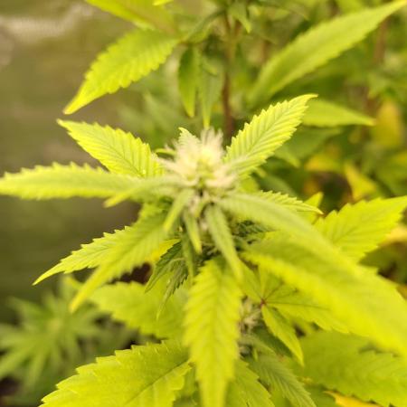 White Label – White Widow