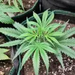Sensi Seeds - Big Bud Cutlings #2 #3 #4