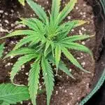 White Label – White Widow Cutling #2