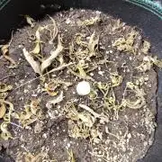 Sensi Seeds – Big Bud