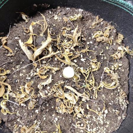 Sensi Seeds – Big Bud