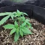 Sensi Seeds – Big Bud