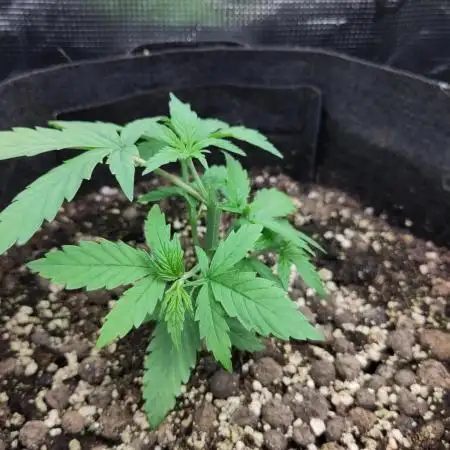 Sensi Seeds – Big Bud