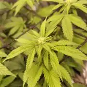 Black Domina Feminized – Sensi Seeds