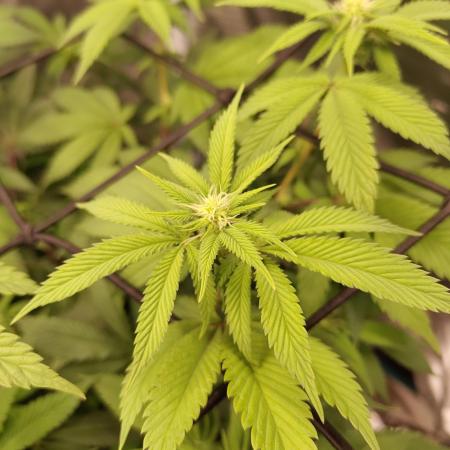 Black Domina Feminized – Sensi Seeds