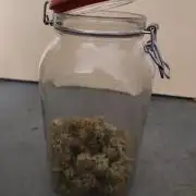 Sensi Seeds – Sticky Orange XXL Auto