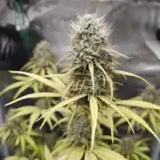Sensi Seeds - Sticky Orange XXL Auto