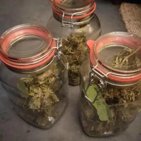 Rainbow Choclate XXL – Sensi Seeds