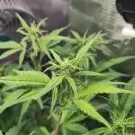 Fast Buds – Jack Herer Automatic