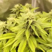Black Domina Feminized – Sensi Seeds