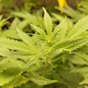 White Widow Cutling #1