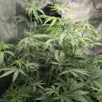 Sensi Seeds – Big Bud