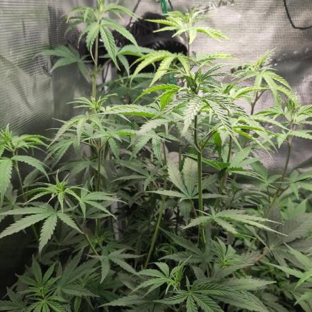 Sensi Seeds – Big Bud