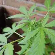 Fast Buds – Mexican Airlines Automatic