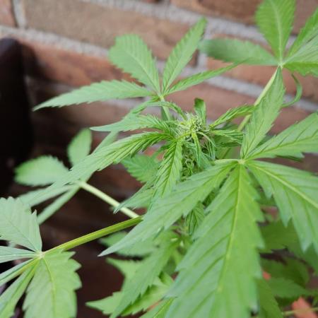 Fast Buds – Mexican Airlines Automatic