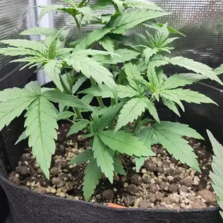 Sensi Seeds – Big Bud