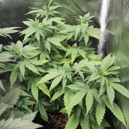 White Label – White Widow