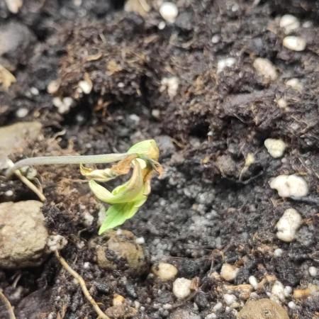 Sensi Seeds – Big Bud
