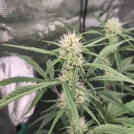 Fast Buds – Bubblegum Automatic