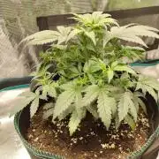 Double Banana Kush Fem