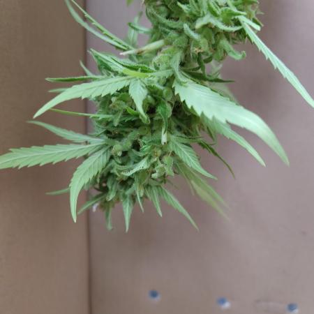 Fast Buds – Mexican Airlines Automatic