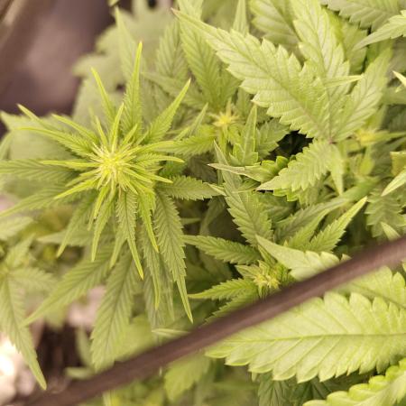 Double Banana Kush Fem